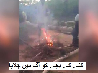 نوجوانوں نے کتے کے 3 بچوں کے زندہ جلا کر ویڈیو بنا